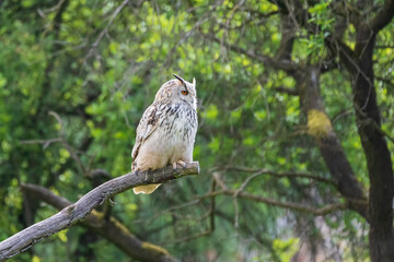 Great West Siberian Eagle Owl sitting on a tree branch.