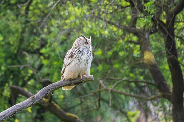 Great West Siberian Eagle Owl sitting on a tree branch.