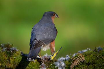 Sparrowhawk (Accipiter nisus), perched sitting on a plucking post with prey. Scotland, UK