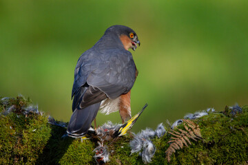 Sparrowhawk (Accipiter nisus), perched sitting on a plucking post with prey. Scotland, UK