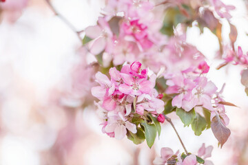 pink cherry blossom in spring
