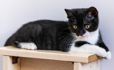 Bicolor british shorthair kitten, cute paws. black and white cat