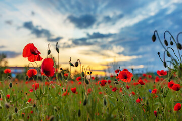poppy field at sunset