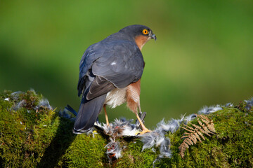 Sparrowhawk (Accipiter nisus), perched sitting on a plucking post with prey. Scotland, UK