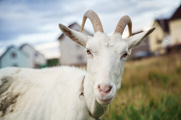 Obraz premium A goat grazes in a field. A small goat grazes in a field.