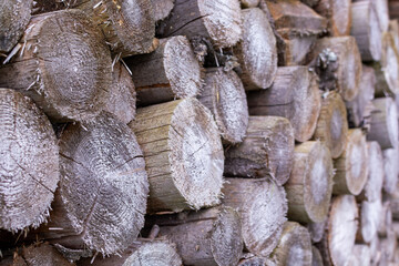 Dry cut wood texture in sawmill. Stacking of round wood close up side view. Woodpile of light color core with cracks. Wood storage place with the structure of dry birch logs. Natural renewable fuel.
