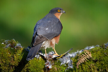 Sparrowhawk (Accipiter nisus), perched sitting on a plucking post with prey. Scotland, UK