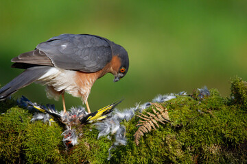 Sparrowhawk (Accipiter nisus), perched sitting on a plucking post with prey. Scotland, UK