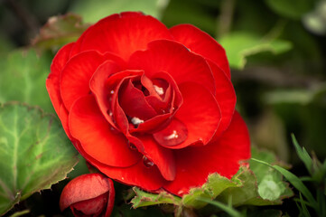 Red Begonia in Flower
