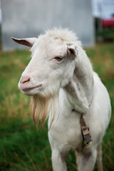 A goat grazes in a field. A small goat grazes in a field.