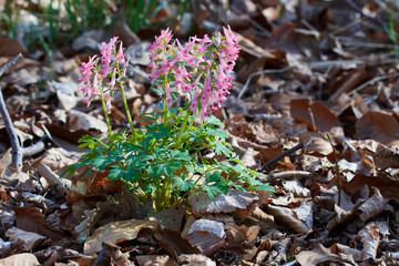Hohler Lerchensporn (Corydalis cava)	