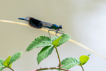 Close up image of a male Banded Demoiselle (Calopteryx splendens) damselfly on vegetation