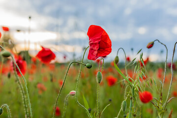 red poppy in a field