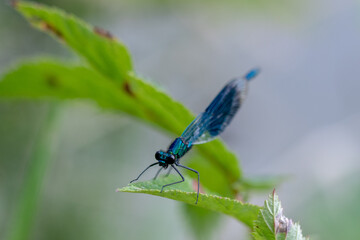 Close up image of a male Banded Demoiselle (Calopteryx splendens) damselfly on vegetation