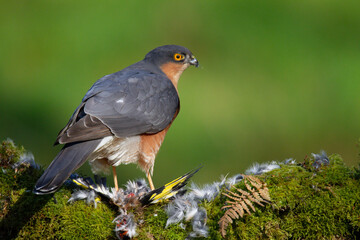 Sparrowhawk (Accipiter nisus), perched sitting on a plucking post with prey. Scotland, UK