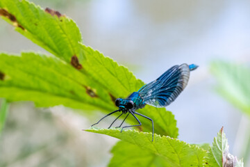 Close up image of a male Banded Demoiselle (Calopteryx splendens) damselfly on vegetation