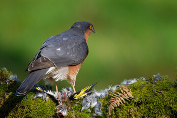 Sparrowhawk (Accipiter nisus), perched sitting on a plucking post with prey. Scotland, UK
