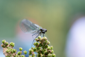 Close up image of a female Banded Demoiselle (Calopteryx splendens) damselfly on vegetation
