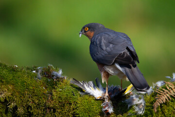 Fototapeta premium Sparrowhawk (Accipiter nisus), perched sitting on a plucking post with prey. Scotland, UK
