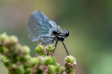 Close up image of a female Banded Demoiselle (Calopteryx splendens) damselfly on vegetation