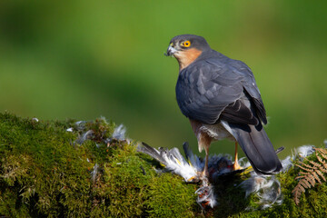 Fototapeta premium Sparrowhawk (Accipiter nisus), perched sitting on a plucking post with prey. Scotland, UK