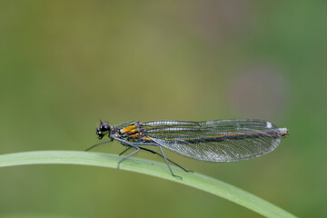 Close up image of a female Banded Demoiselle (Calopteryx splendens) damselfly on vegetation