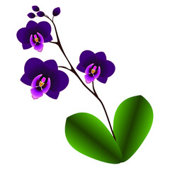 Orchid with leaves.