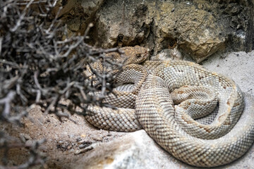 The rare Aruba rattlesnake, Crotalus durissus unicolor, has an inconspicuous coloration easily overlooked