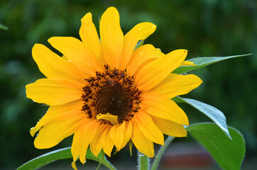 erste sonnenblume im garten entdeckt