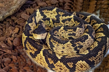The black-headed bushmaster, Lachesis melanocephlaus, is one of the rarest snakes living in a small area in Costa Rica