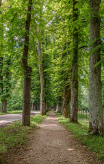 Fototapeta premium Tree alley