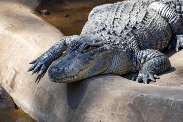 Fototapeta na wymiar The American alligator, Alligator mississippiensis, is one of the largest American crocodiles