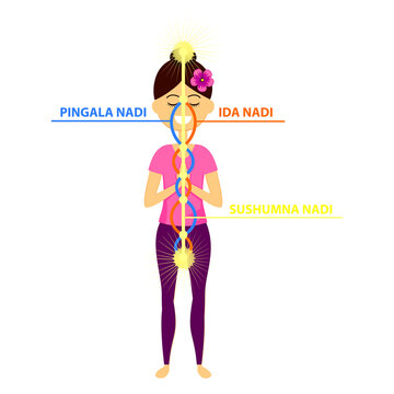 Vector illustration of beautiful woman character standing in yoga pose.The three main nadis: ida, pingala, and sushumna.