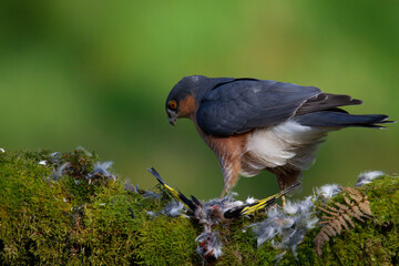 Sparrowhawk (Accipiter nisus), perched sitting on a plucking post with prey. Scotland, UK