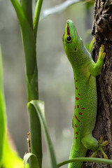 The Madagascar giant day gecko, Phelsuma grandis, is the green pearl of Madagascar