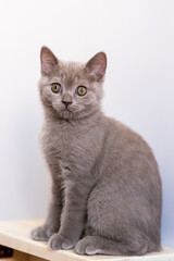 Portrait of cute lilac british short hair kitten with blue eyes. Selective  focus.