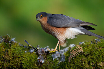 Sparrowhawk (Accipiter nisus), perched sitting on a plucking post with prey. Scotland, UK
