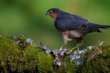 Obraz premium Sparrowhawk (Accipiter nisus), perched sitting on a plucking post with prey. Scotland, UK