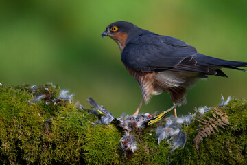 Sparrowhawk (Accipiter nisus), perched sitting on a plucking post with prey. Scotland, UK