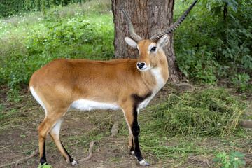 Southern leche, Kobus leche, a male with large horns, observes the surroundings