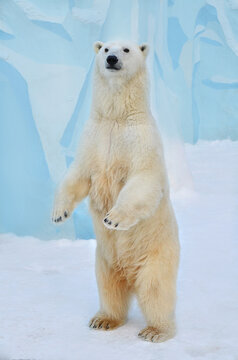polar bear in the snow