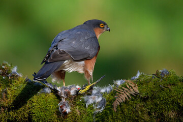 Sparrowhawk (Accipiter nisus), perched sitting on a plucking post with prey. Scotland, UK