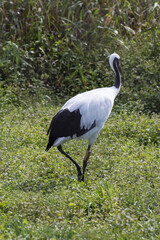 Japanese red crowned crane, also known as the Manchurian crane. Japan