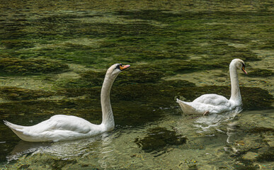 Male swan seducing female