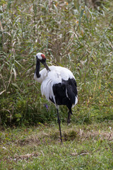 Japanese red crowned crane, also known as the Manchurian crane. Japan