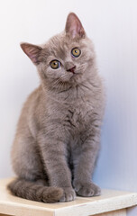 Portrait of cute lilac british short hair kitten with blue eyes. Selective  focus.