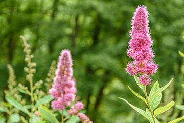 Veronica flower