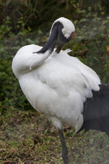 Obraz premium Japanese red crowned crane, also known as the Manchurian crane. Japan