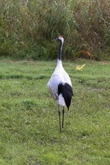 Japanese red crowned crane, also known as the Manchurian crane. Japan