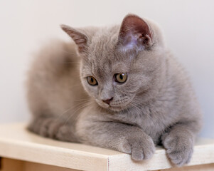 Portrait of cute lilac british short hair kitten with blue eyes. Selective  focus.